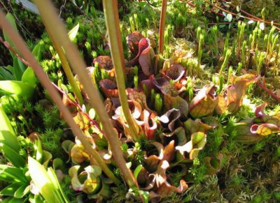 Sarracenia-purpurea-nana.jpg