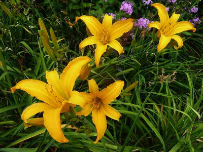 GT10-GA8e_Volcan_Fuego_X_Suzy_Cream_Cheese_P10901041.jpg