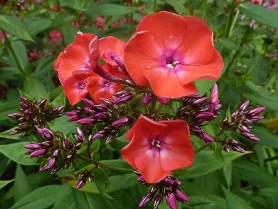Phlox_orange_P10900991.jpg