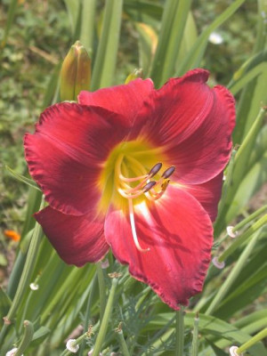 Whooperee002.jpg