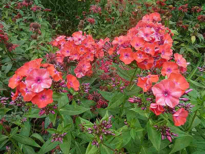 Phlox_orange_P10901001.jpg