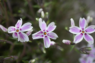 Phlox_subulata_III.jpg