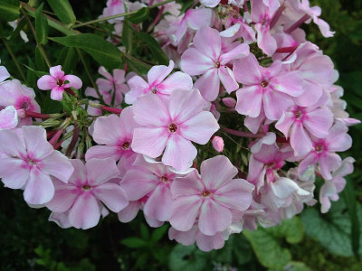 cf_hoher-zickenphlox_zg_20130816.jpg