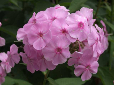 DSCF1243.JPG