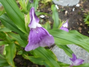 Teich_Roscoea.JPG