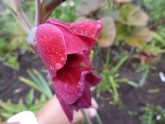 Gladiolus_papilio_Ruby.JPG