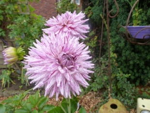P1020168_Dahlie.JPG