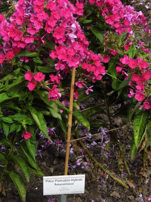 Phlox_Amarantriese.jpg