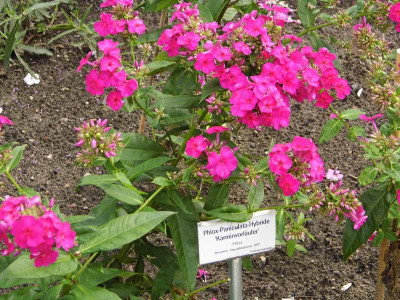 Phlox_Karminvorlaeufer.jpg