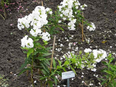Phlox_Schneehase.jpg