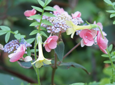 Polemonium_Hydrangea.jpg