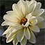 Dahlia_Swan_Lake_Classic_av.jpg