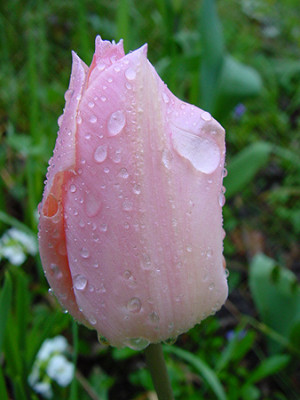 tulipa_esther.jpg