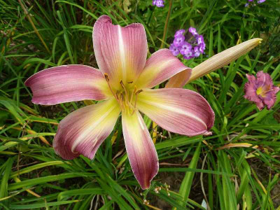 Orchid_Corsage_P10901381.jpg