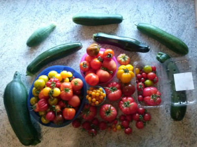 Tomatenernte17.8.13.jpg