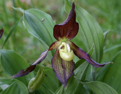 IMG_0458_Cypripedium_calceolus_kleiner_Schuh.JPG
