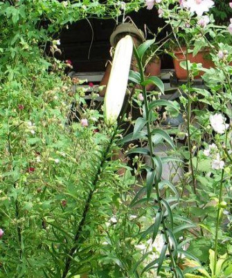 Lilientrompete_mit_Bulbillen.jpg