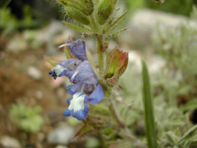 Salvia_pisidica.jpg