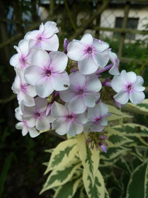 Phlox_Nora_Leigh_P10901321.jpg