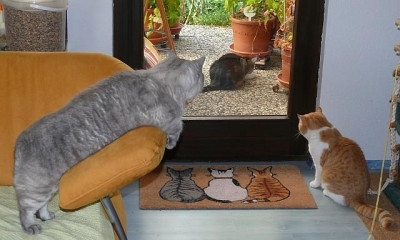 der_frisst_unser_futter_2013-08-14_273.jpg