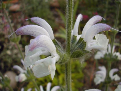 salvia_argentea.jpg
