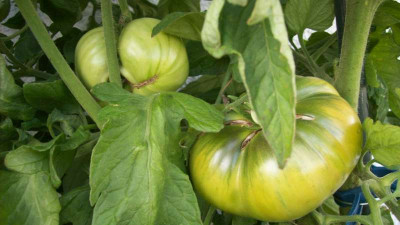 Tomat_2013_006_kl.jpg