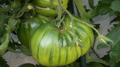 Tomat_2013_008_kl.jpg