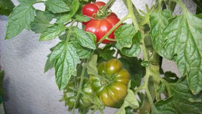 Tomat_2013_004_kl.jpg