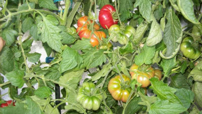 Tomat_2013_003_kl.jpg