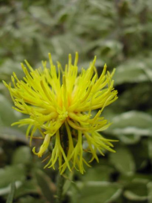 centaurea_rupestris_1.jpg