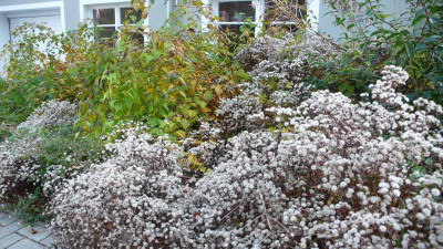 GMH_Gartenkolumne_2013_08.jpg.jpg