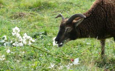 Rosen_schmecken.JPG