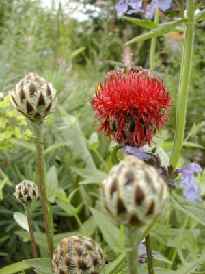 Centaurea_atropurpurea.jpg