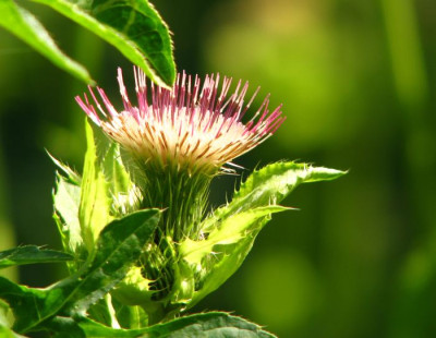 cirsium1.jpg