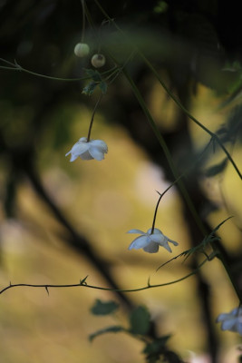 Anemonopsis_macrophylla_Alba_08.jpg