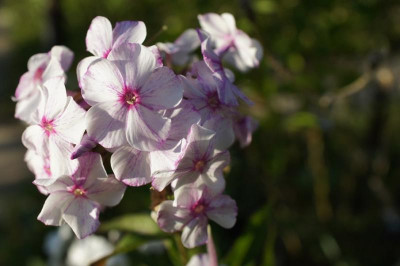 P-Phlox.jpg