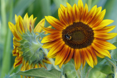 2013-07-29_18h30m54s_Sonnenblume.jpg