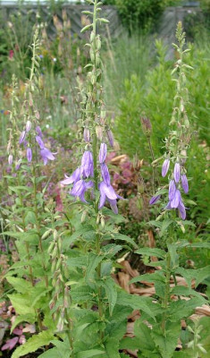 07030002_eCampanula_rapunculoides.JPG