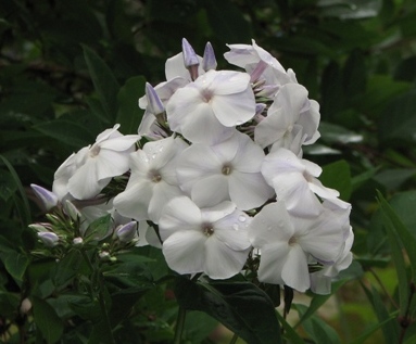phlox_pan.schneerausch-2011-08-04_079_1zk.jpg
