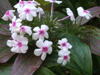 DSCF1265a.JPG