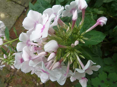 Phlox_wei_rosa_Auge_am_SchopfP10902191.jpg