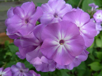 Phlox_lavendel_bei_Hortensie_P10902201.jpg