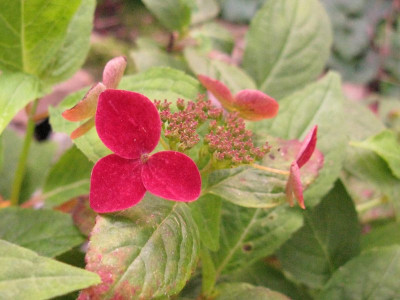 Hatsuhime_Herbst_800x600.jpg