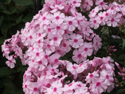 DSCF1264a.JPG