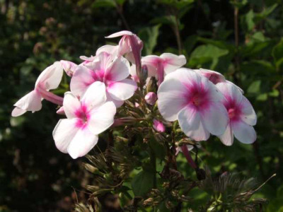 DSCF1255.JPG