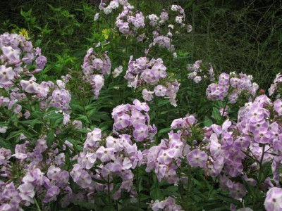 violetta_gloriosa-2013-08-19_181kk.jpg