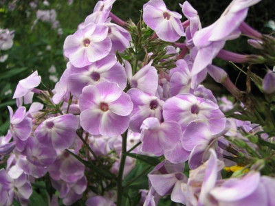 violetta_gloriosa-2013-08-19_184kk.jpg
