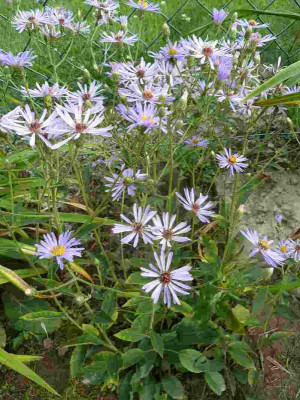 Aster_welche_P10902391.jpg