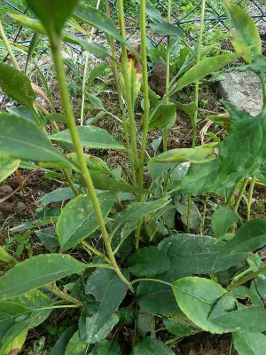 Aster_welche_P10902401.jpg