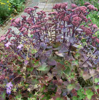 Sedum_Karfunkelstein_P10902041.jpg